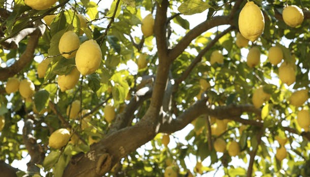 Tag med på vandretur på den smukke citronsti mellem byerne Maiori og Minori