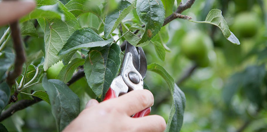 Vild med æblerne uden at kende æblesorten