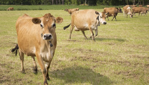 Der er over 5.000 jerseykøer, der græsser på markerne på øen.