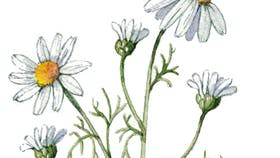 Tegning: Jane Bagge