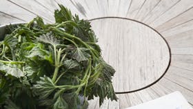 En skøn laksemad med ramsløg- og skvalderkålspesto Foto: Frank Kirkegaard Hansen