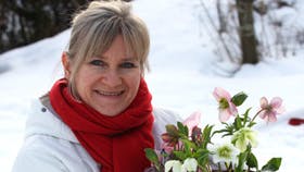Her sidder en glad kvinde med tre nye juleroser, der skal i jorden om lidt. De blomstrer fra december til april, alt afhængig af vejret. De tre mest klassiske farver er hvid, rosa og rødviolet. Foto: Anne-Marie Øby
