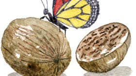 Tegning: Janne Bagge