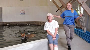 Lisbeth brækkede sin ene fod på grund af en hest, der trådte forkert. Så i dag er Lone både heste- og sygepasser for sin mor. Her er det en af centerets heldige heste, der får sig en tur i det store bassin. Foto: Torkel Dyrting