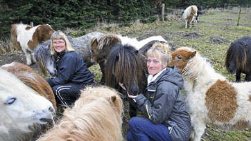 Der er nok at se til i det daglige. Kirstens datter Michala deler sin mors interesse for miniature- hestene.