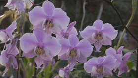 Foto: Mette Østergaard