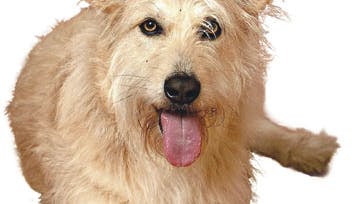 Foto: Flemming Nielsen og Henrik Bjerg