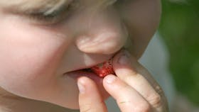 At plukke bær er et drømmejob for Rose, og hun er fuldt ud tilfreds med at få sin løn i naturalier. Foto: Anne-Marie Øby