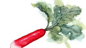 Radiser renser | Familie Journal