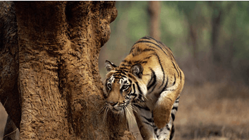 Fra frost og kulde tager vi et ?tigerspring? til Indiens tropevarme. Foto: Anup Shah