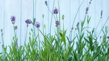 Foto: Jette Feldthaus