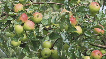 Primærbillede: Foto: Anne-Marie Øby m.fl.