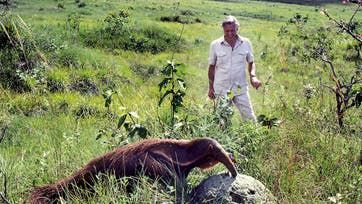 I Brasilien lever myreslugeren udelukkende af termitter, som findes i enorme mængder i deres boer på savannen
