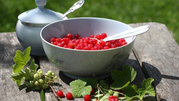 Min mor lærte mig især at sætte pris på ?rysteribs?: Friskplukkede og skyllede bær blev rystet i rigeligt sukker og serveret som sursødt islæt til en rygende varm hakkebøf og nye danske kartofler med smør på. Foto: Anne-Marie Øby