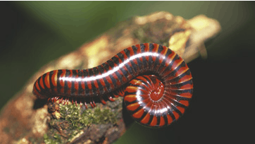 Et tusindben af hunkøn ruller sig sammen forud for parringen, og kun en han af en vis fysisk styrke er i stand til at rulle hende ud