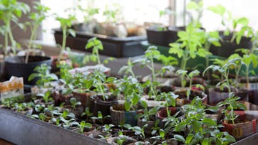 Foro: Frank Kirkegaard Hansen