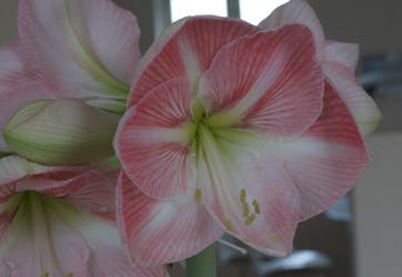https://imgix.familiejournal.dk/media/886ec8dd6d174326aa385d85761149a7.jpg