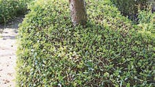 Foto: Frank Kirkegaard Hansen