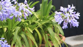 Foto: Frank Kirkegaard Hansen