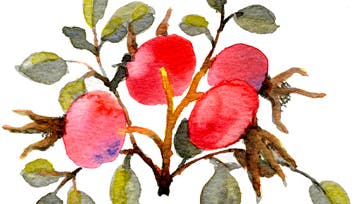 Tegning: Jane Bagge