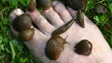 Foto: Frank Kirkegaard Hansen