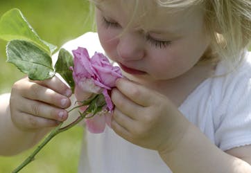 Rose begraver snuden i himmelsk duftende kronblade fra Gertrud Jekyll. Hos os vælger vi nemlig rosenplanter ?med næsen?. Fotos: Anne-Marie Øby