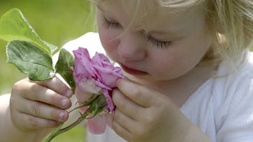Rose begraver snuden i himmelsk duftende kronblade fra Gertrud Jekyll. Hos os vælger vi nemlig rosenplanter ?med næsen?. Fotos: Anne-Marie Øby