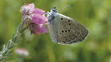 Sommerfugle er blandt insektverdenens smukkeste skabninger. Og hver art har sine tricks, når det handler om overlevelse og formering