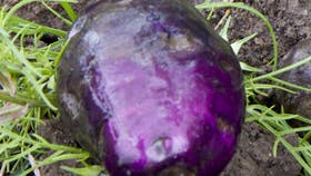 Foto: Mette Østergaard