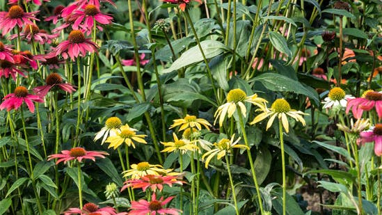 Hortensia blomster i flere farver