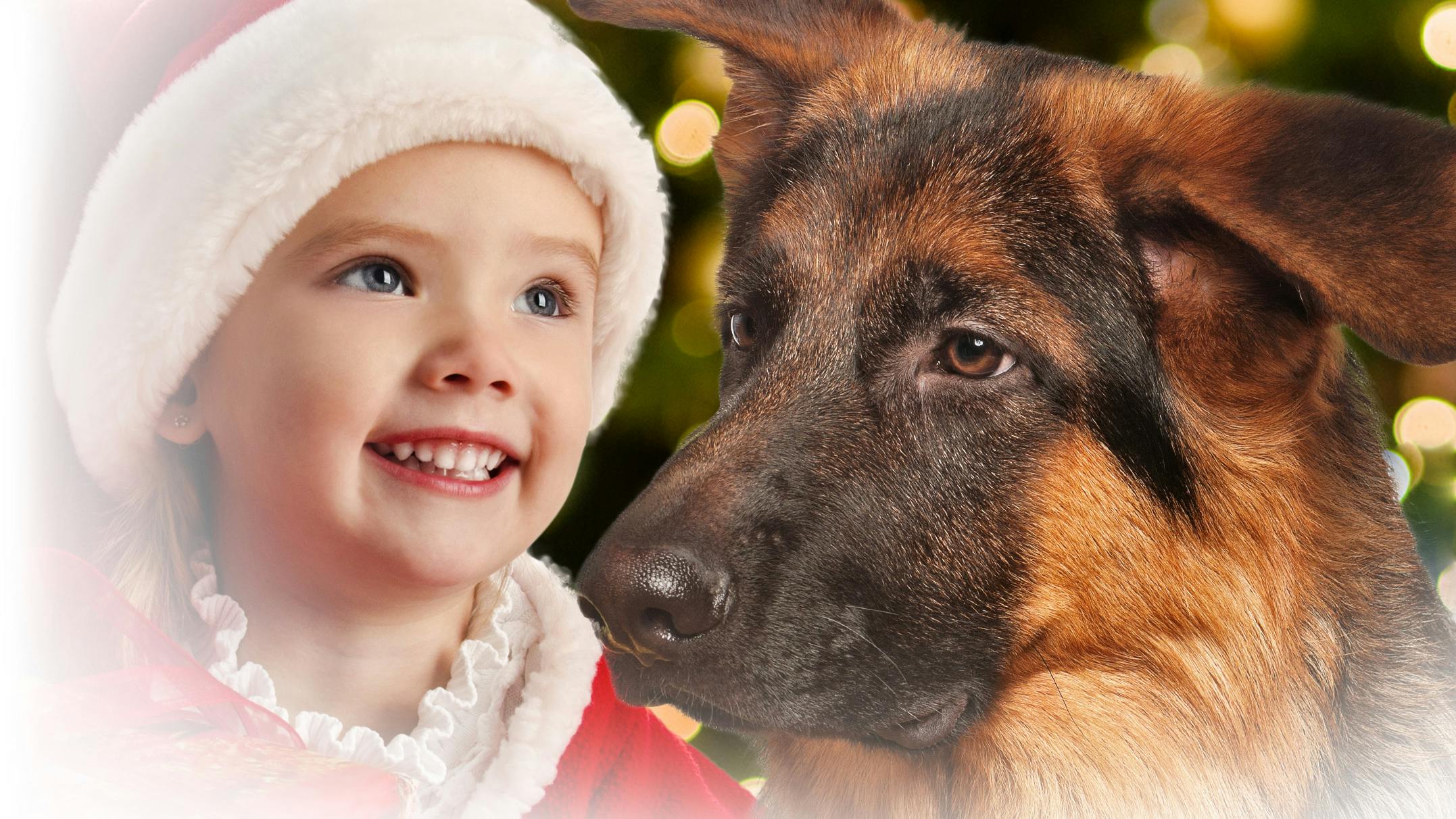 Vores schæfer reddede julen