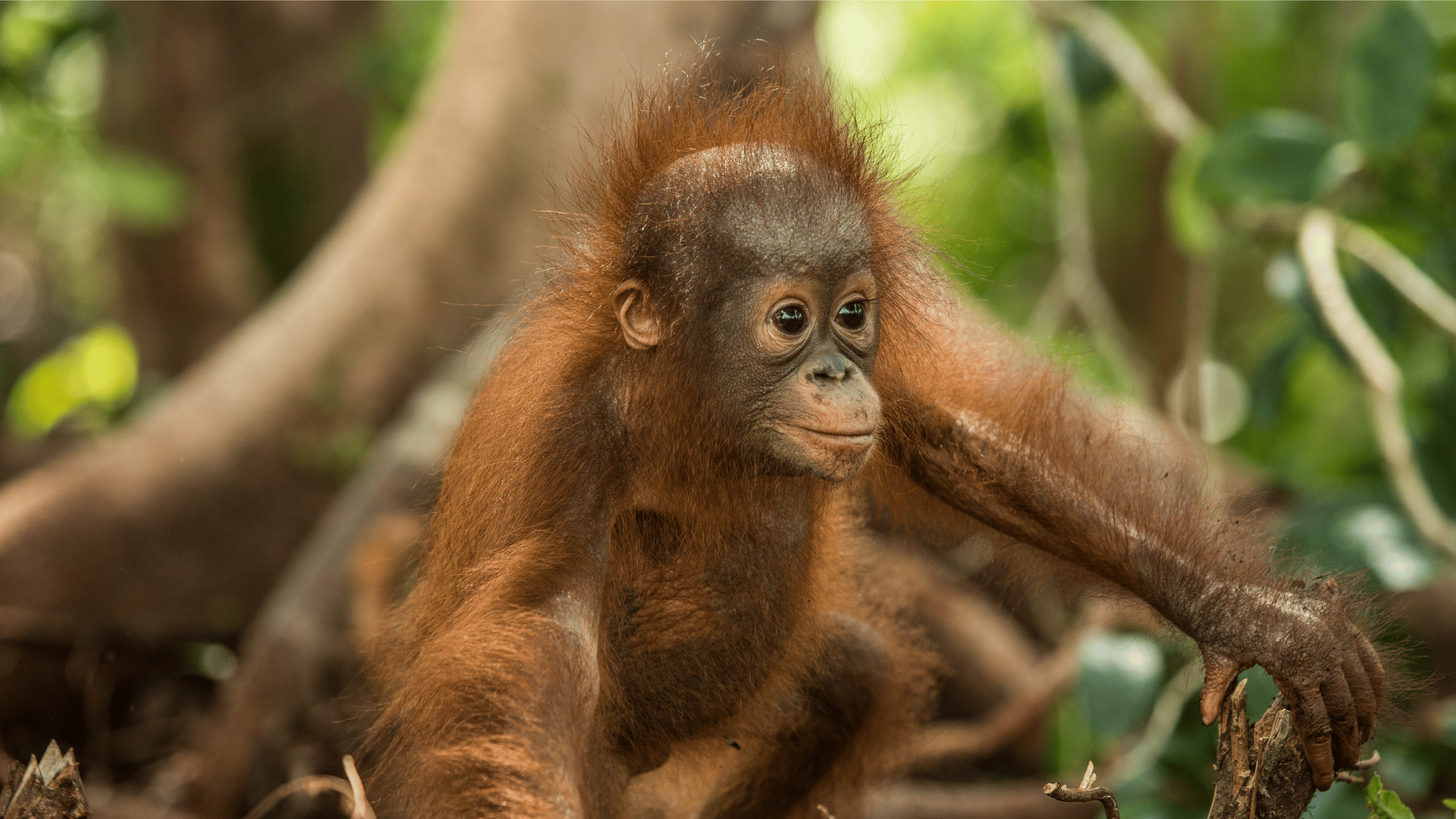 orangutang