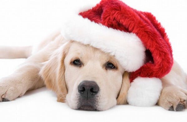 https://imgix.familiejournal.dk/media/article/cute_animals_dressed_for_christmas_09-600x3911.jpg
