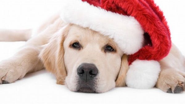skal kæledyret have en julegave?