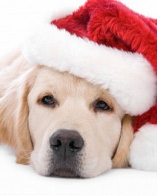 https://imgix.familiejournal.dk/media/article/cute_animals_dressed_for_christmas_09-600x3911.jpg