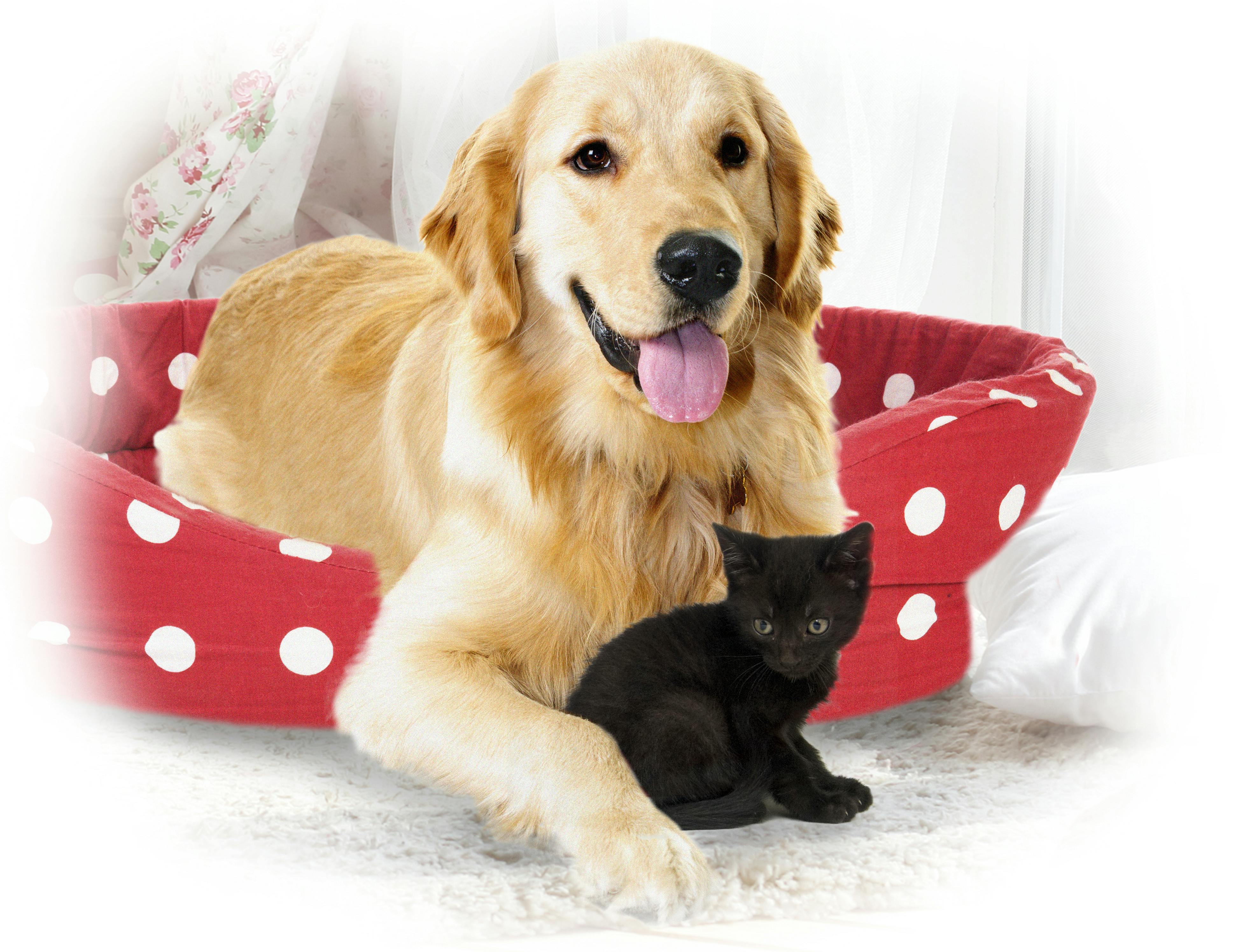 Molly vores golden retriever fik en ny ven