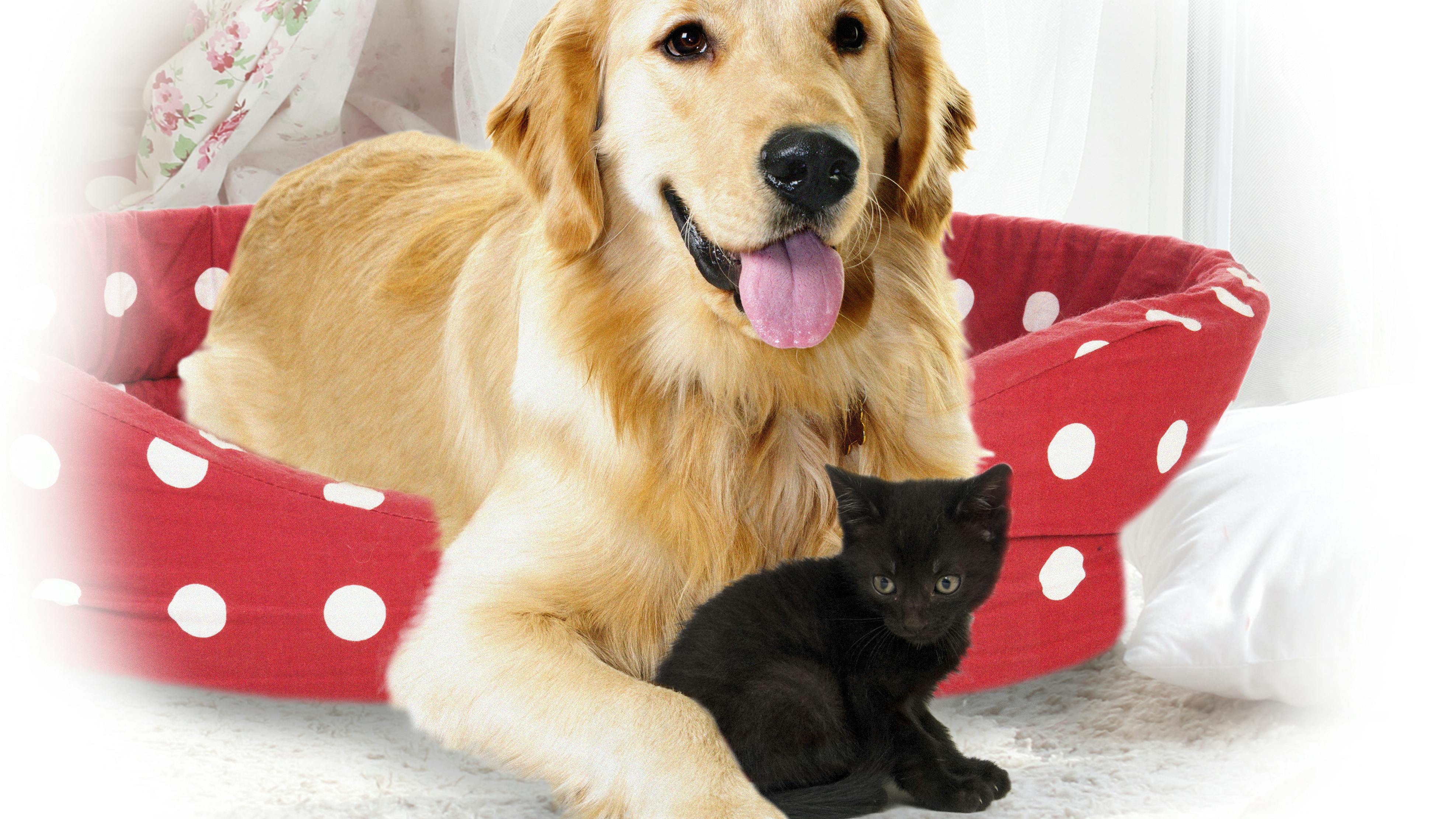 Molly vores golden retriever fik en ny ven