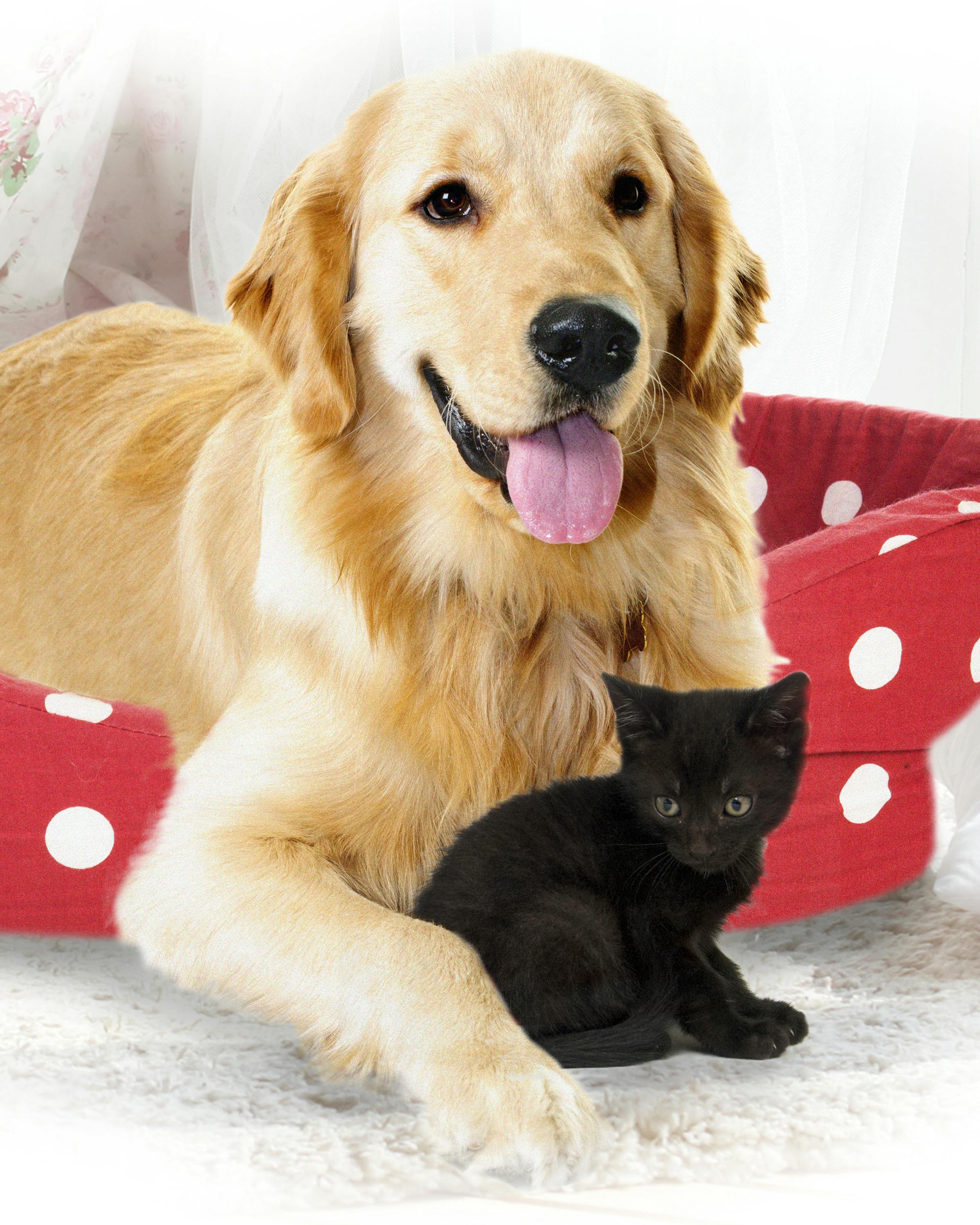 Molly vores golden retriever fik en ny ven