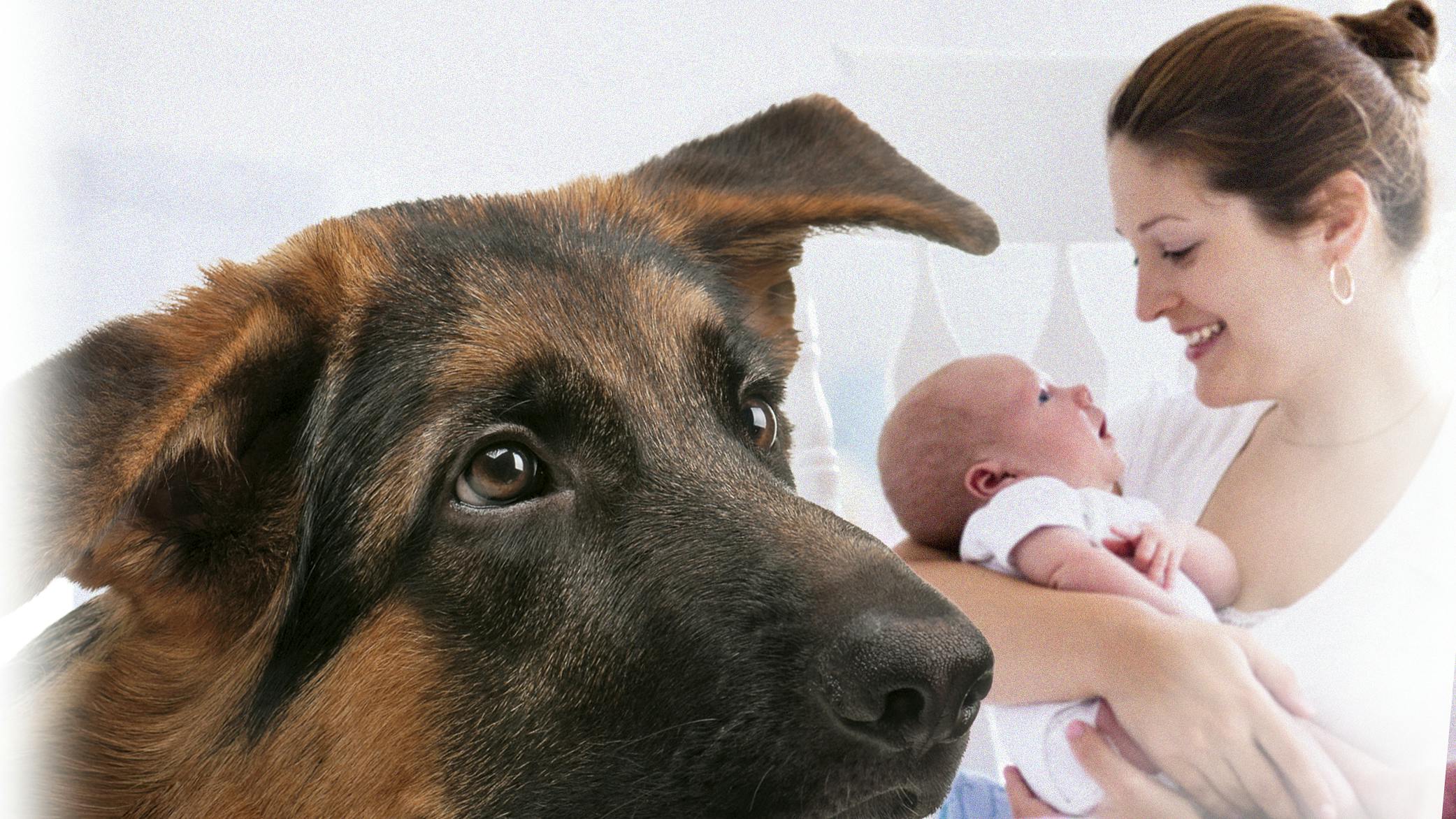 Vores schæfer var verdens bedste barnepige