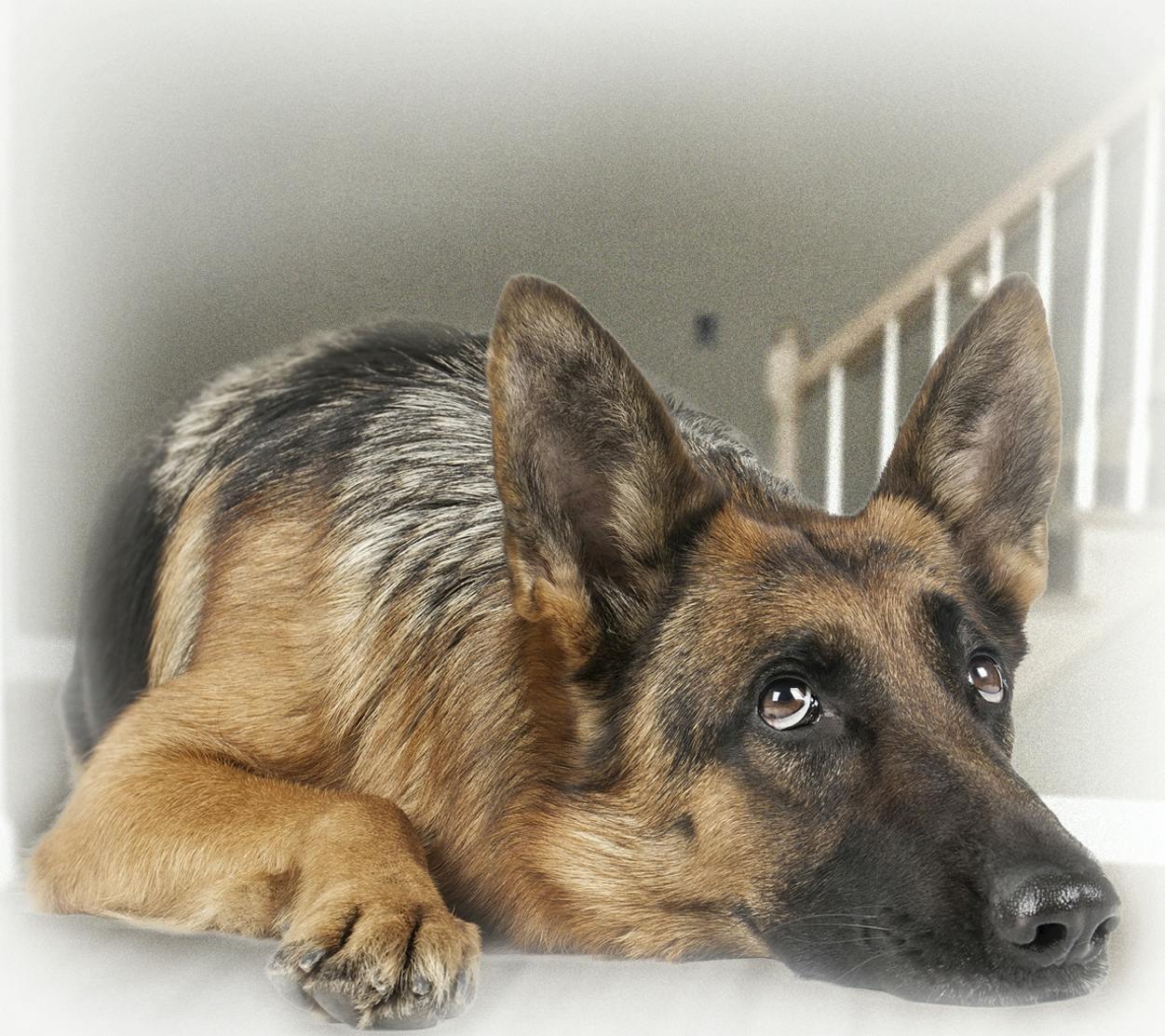 Schæferhund