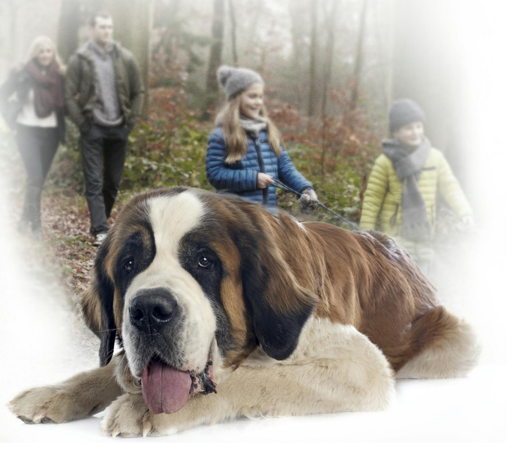 jeg måtte give min hund et nyt hjem