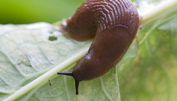 Sådan holder du snegle og andre insekter væk