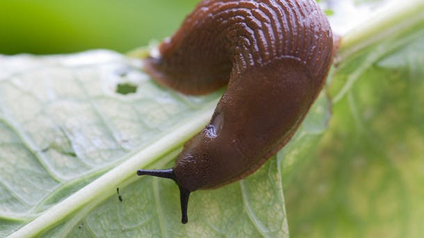 Sådan holder du snegle og andre insekter væk