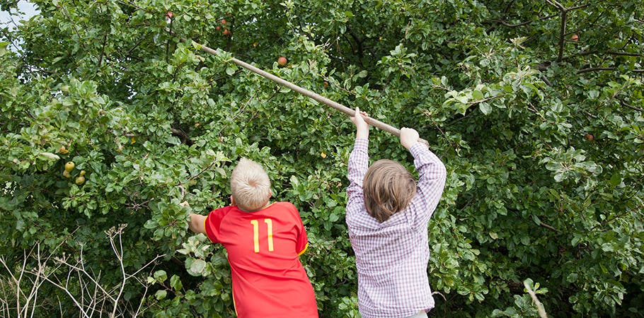 Æblesæson: Sådan får du mest glæde af dine æbletræer