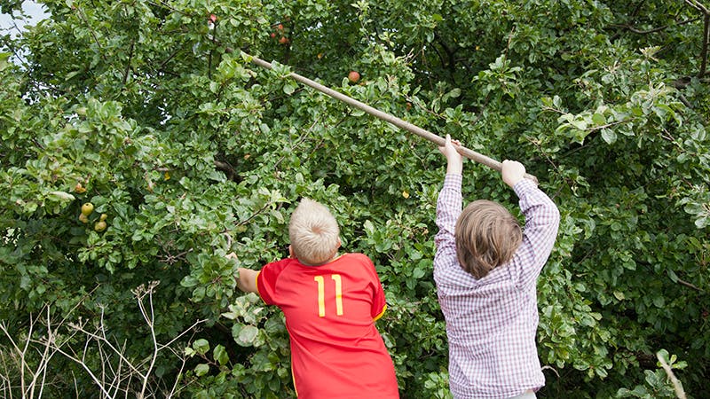 Æblesæson: Sådan får du mest glæde af dine æbletræer