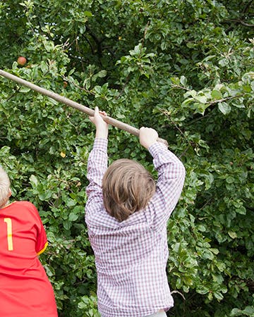 Æblesæson: Sådan får du mest glæde af dine æbletræer