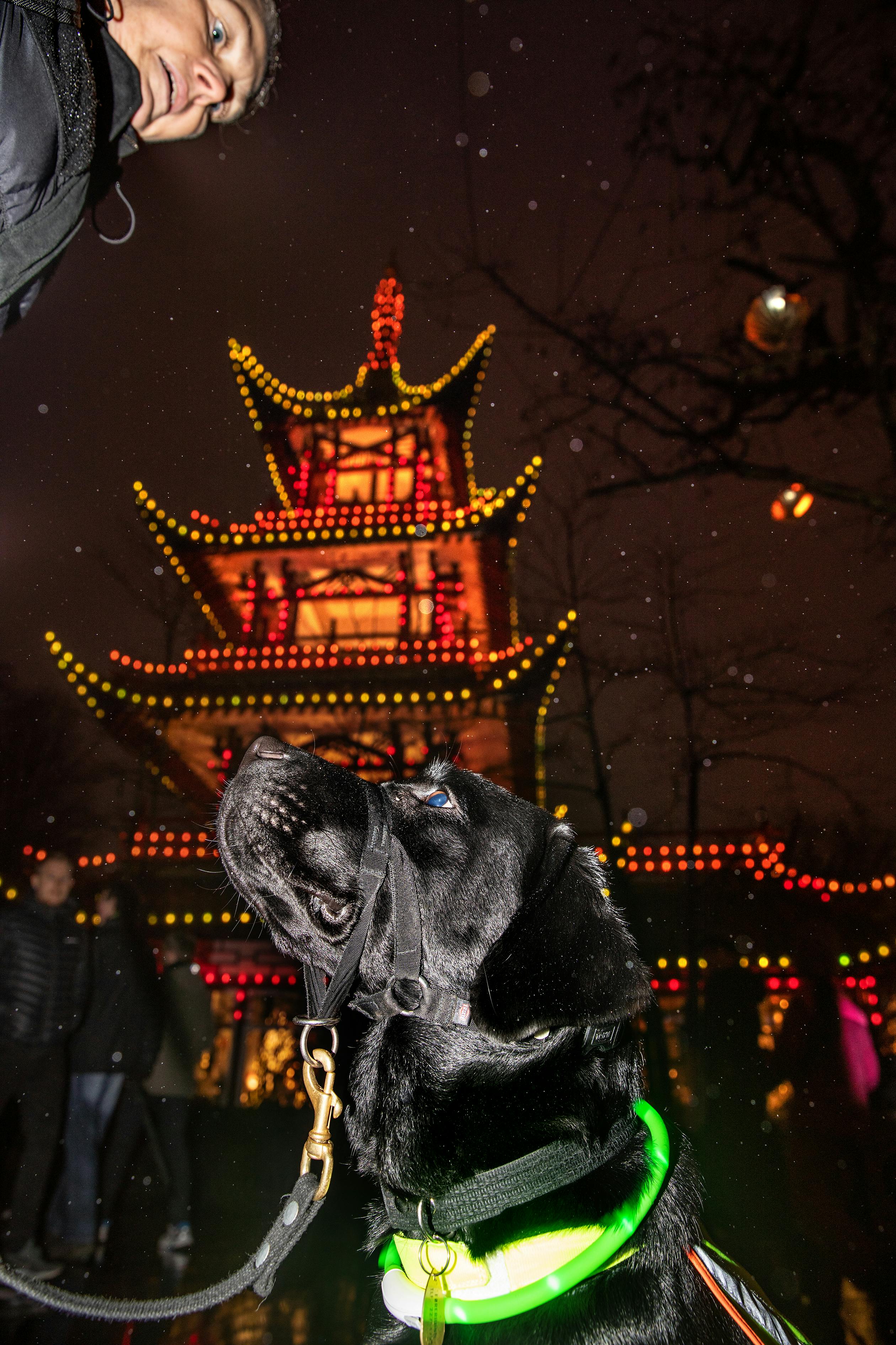 https://imgix.familiejournal.dk/media/article/foererhundetraening_i_tivoli_-_fj_-_pressefotograf_mikael_rieck_11.jpg