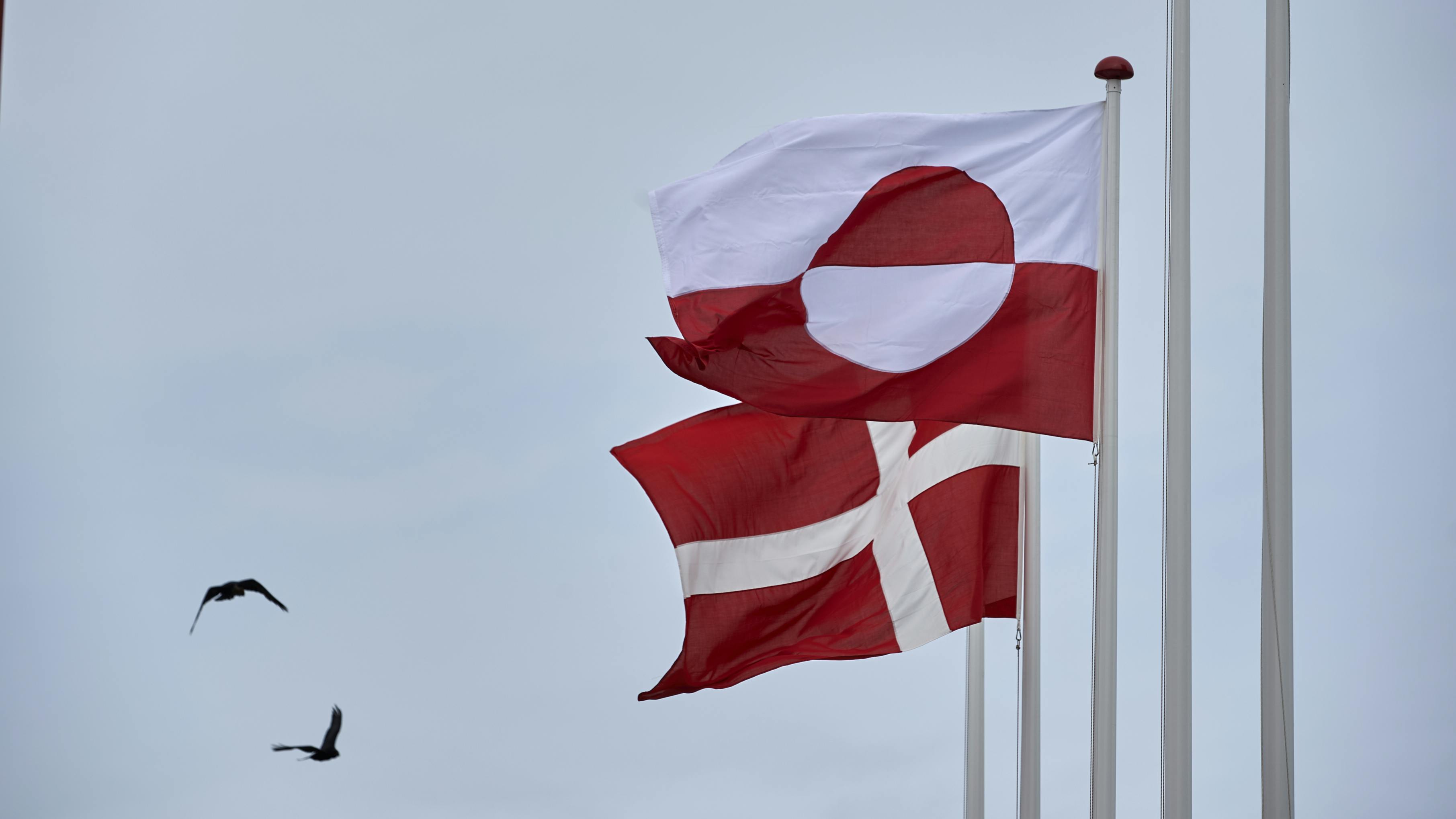 Flag fra Grønland og Danmark - vejrer i vinden