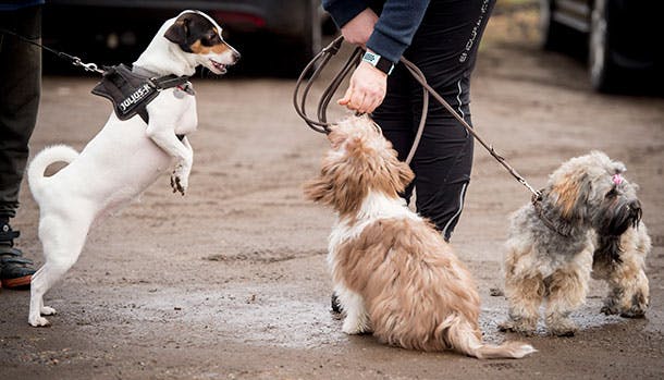 https://imgix.familiejournal.dk/media/article/hundeklumme.jpg
