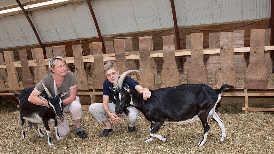 Lene og Lene sadlede om: Der går ged i den på Bornholm
